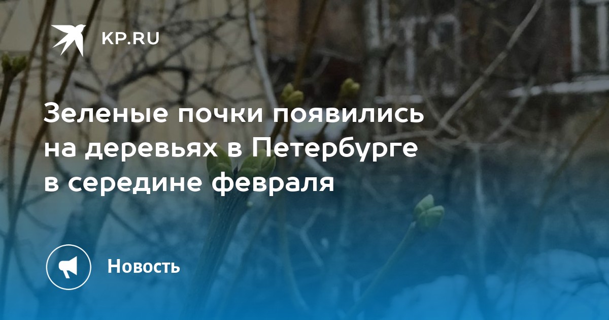 В Тюмени в ноябре начали снова распускаться почки на деревьях - 14 ноября - ру