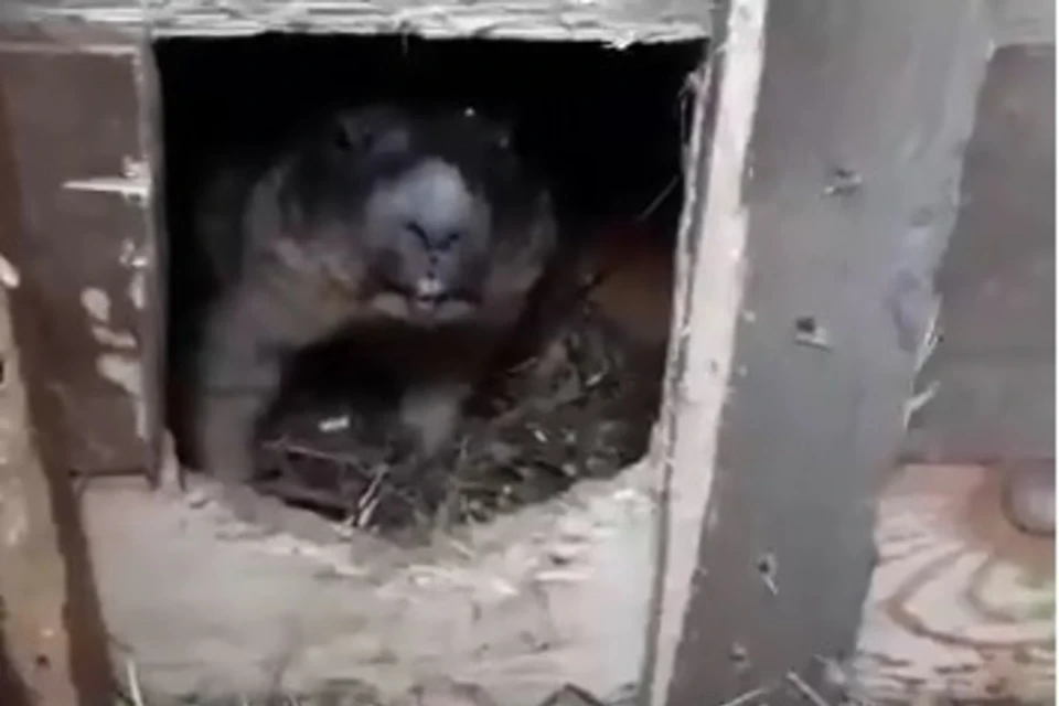 Видимо, весна уже скоро. Фото: скриншот