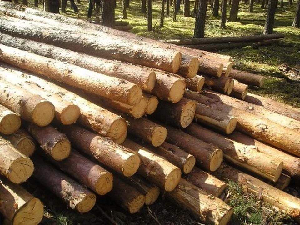 Жителям Беларуси разрешили заготавливать дрова в лесах самостоятельно. Фото: www.mlh.by