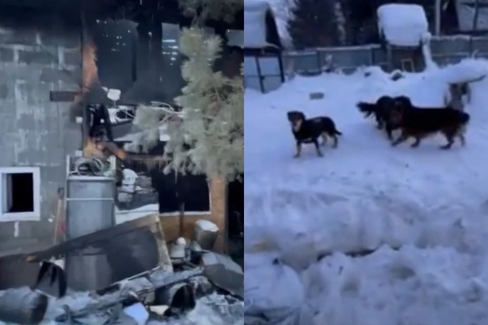Погибли 7 собак, 3 находятся в ветклинике, еще 40 остались на улице. Фото: скриншоты из видео