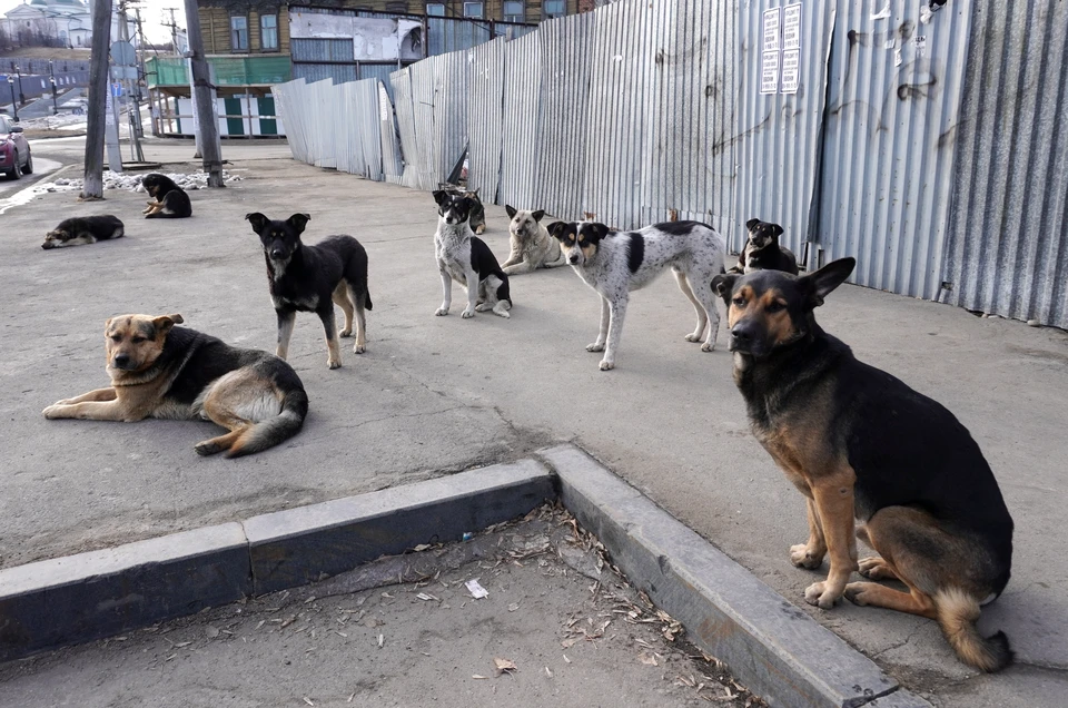 Во Владивостоке люди за свои деньги избавились от бездомных собак и стали получать угрозы от зоозащитницы