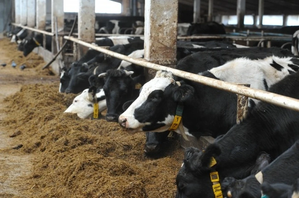 Смоленскую организацию оштрафовали на 150 тысяч рублей за выпуск молока с антибиотиками.