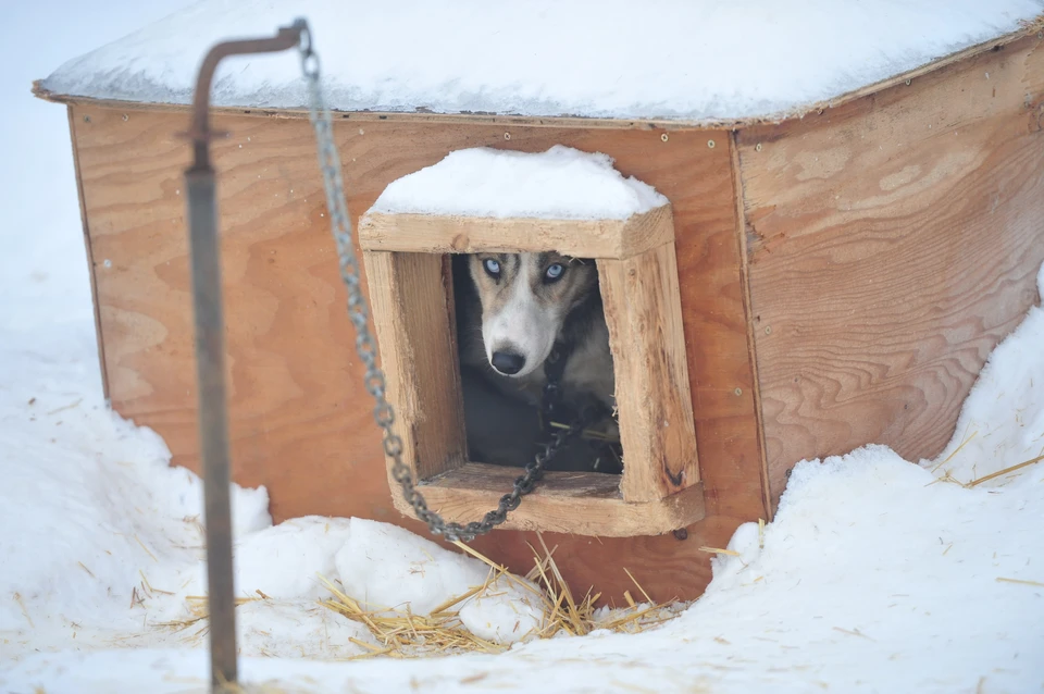 В Приморье живодер поджег собачью будку, стоявшую под окнами дома