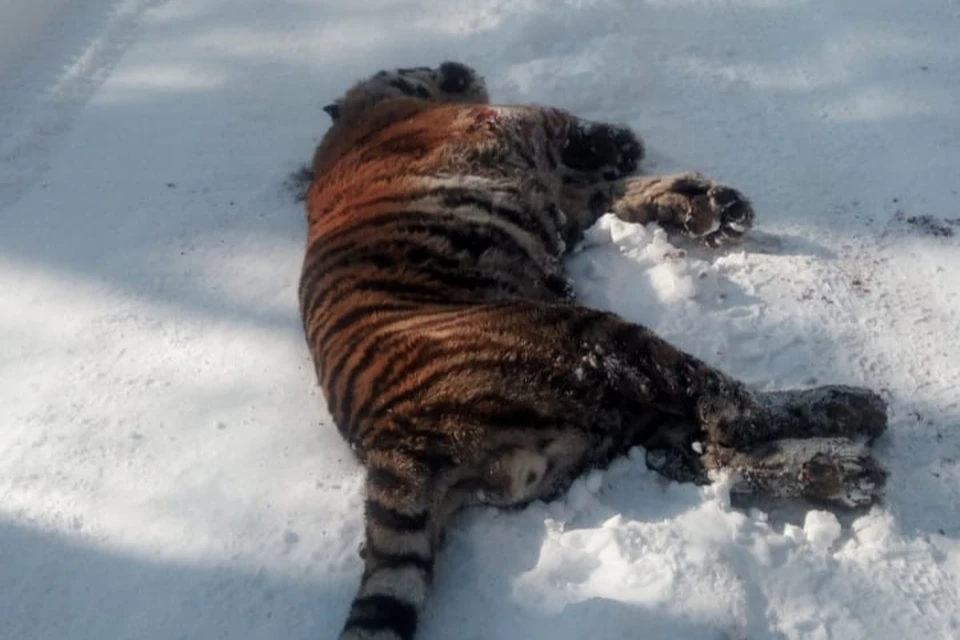 Специалисты восстановили картину последних дней жизни молодого тигра
