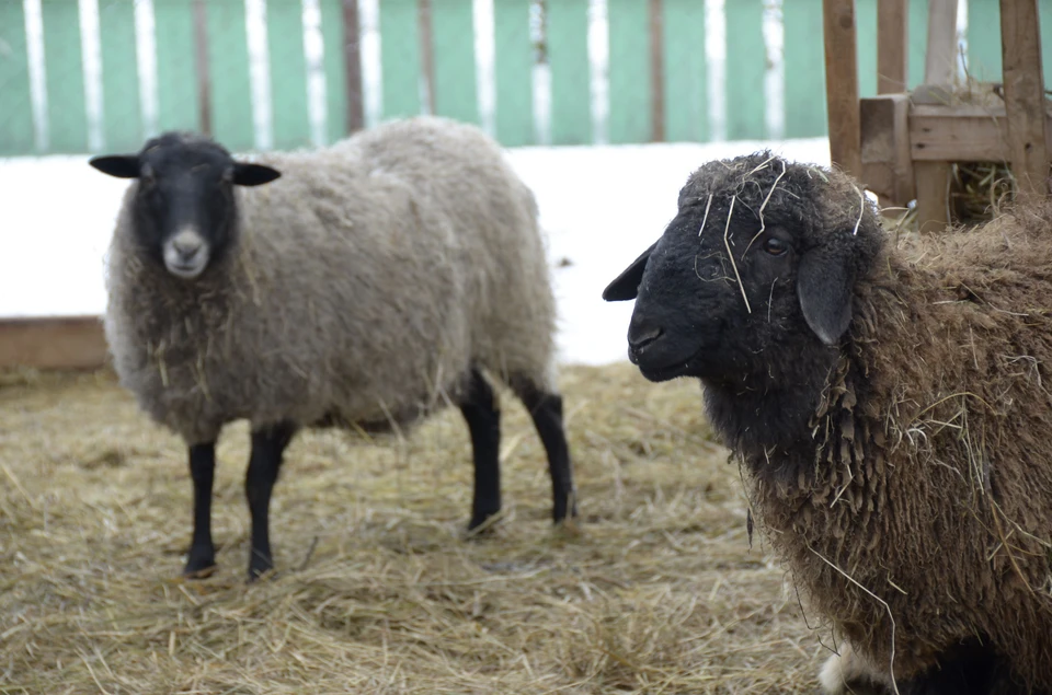 В Приморье вооруженный преступник похитил с фермы стадо овец