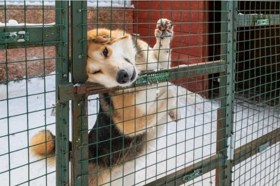 В поселке Ванино Хабаровского края начнут отлавливать бездомных собак