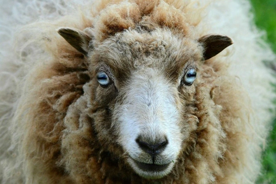 Пенсионеркам предложили купить по заоблачно цене одеяла из овечье шерсти. Фото: Mabel Amber/Pixabay