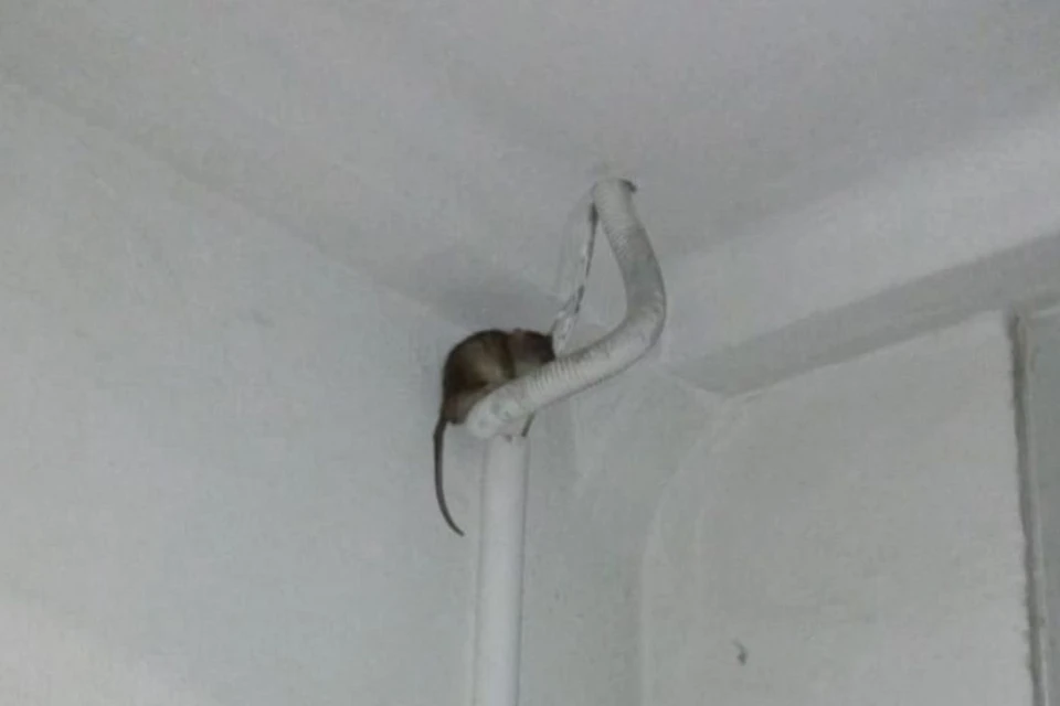 По словам местных жителей, сначала крысы бегали от подъезда к подъезду. Фото: "Горсайт"