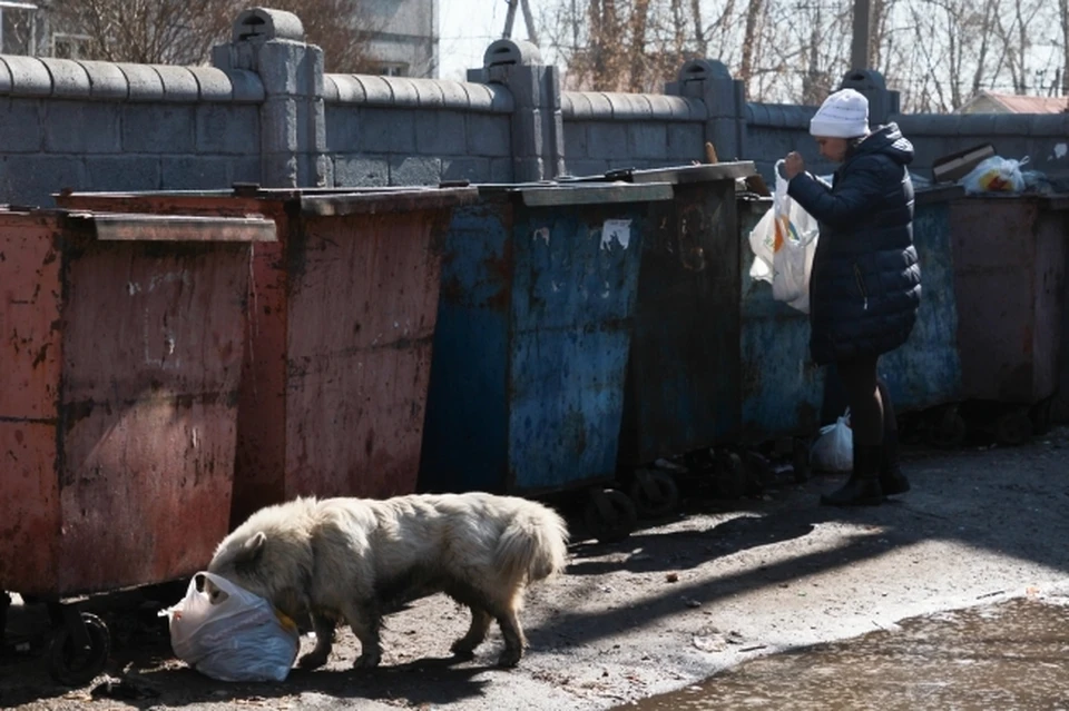 В Томске городская администрация планирует окончательно решить проблему с бездомными собаками.