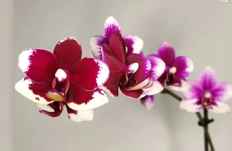 Орхидея из коллекции Риммы Корниловой