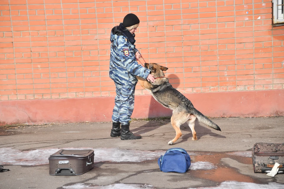 Кинологам 2 и 3 марта пришлось изрядно потрудиться.