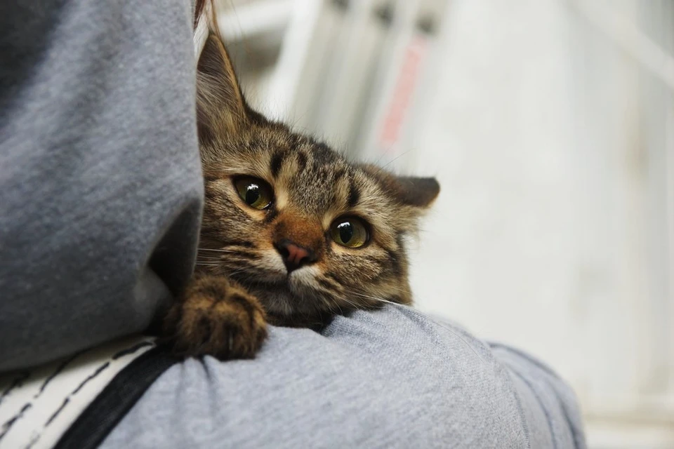 Самарцы могут поддержать невинных котиков в соцсетях