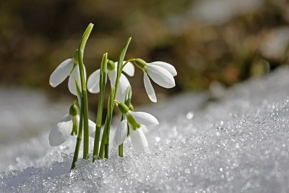 Перед 8 марта в Беларуси ожидается снег и мокрый снег. Фото: pixabay.com