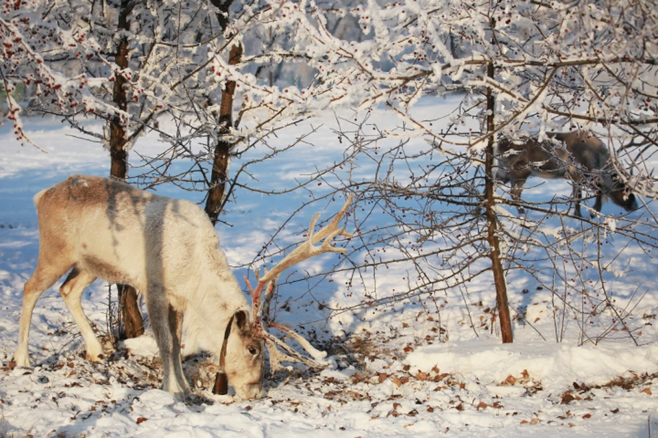 Европейский северный олень - один из представителей «Красной книги» в Кировской области.