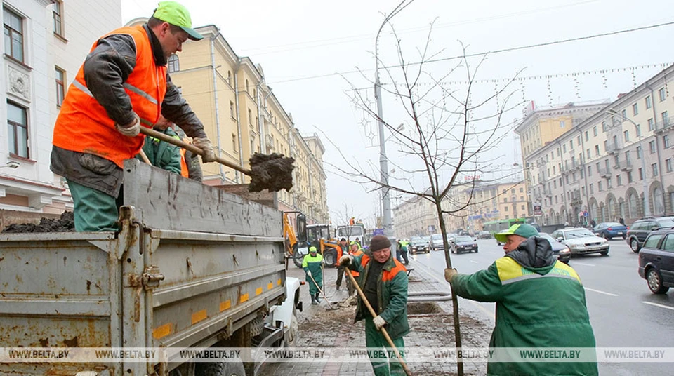 Деревья и кустарники в городе растут в постоянном стрессе. Озеленители и ученые ищут те сорта, которые менее восприимчивы к загазованности и соли. Фото: www.belta.by