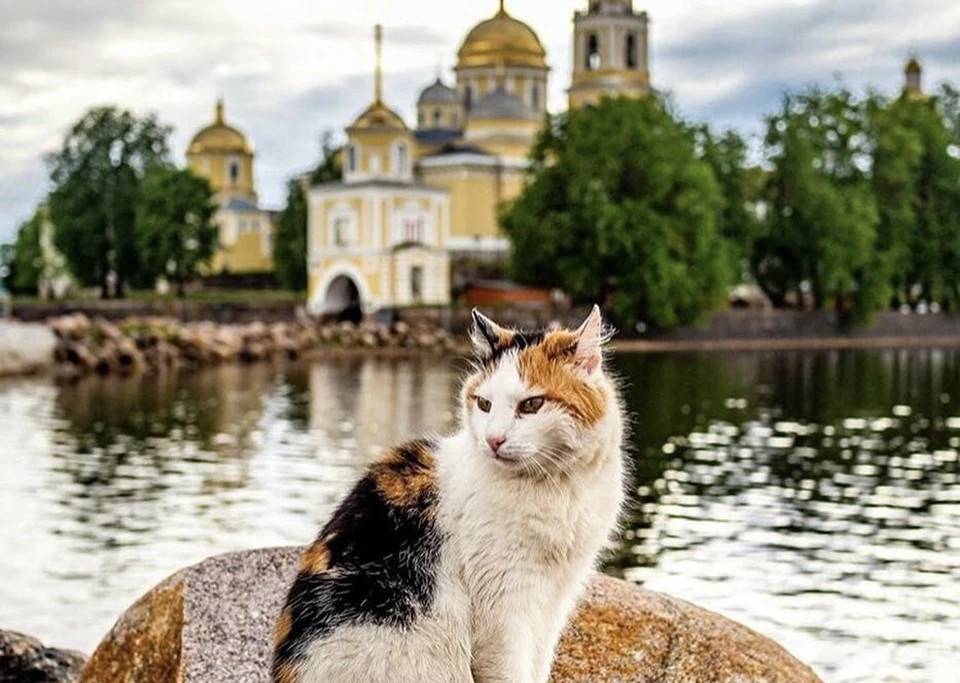 В Ниловой пустыни на Селигере живут 150 котов. Фото: VK/ Мужской монастырь Нило-Столобенская пустынь
