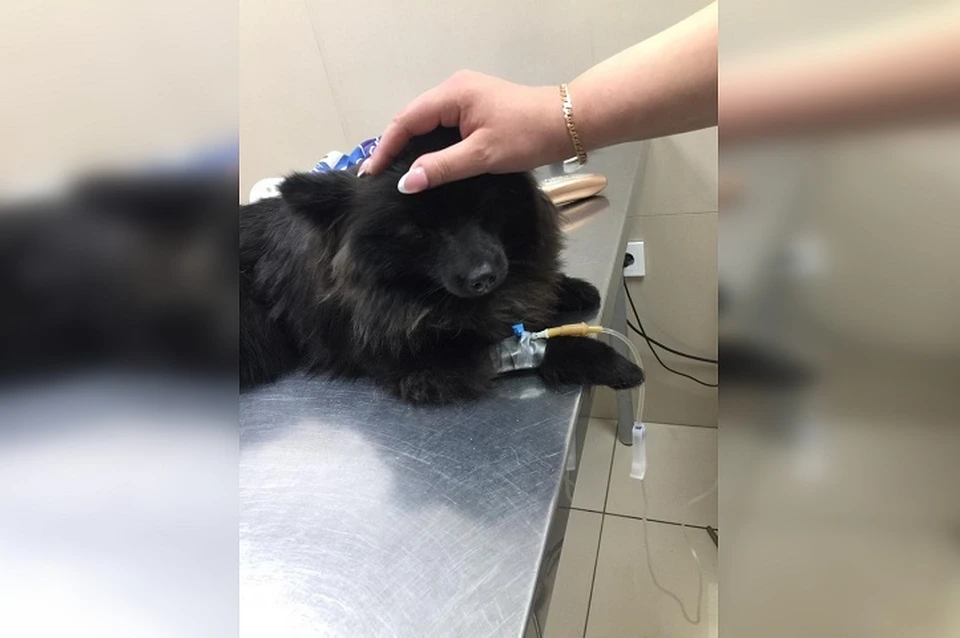 Ветеринары пытались реанимировать шпица Фото: предоставлено хозяевами собаки
