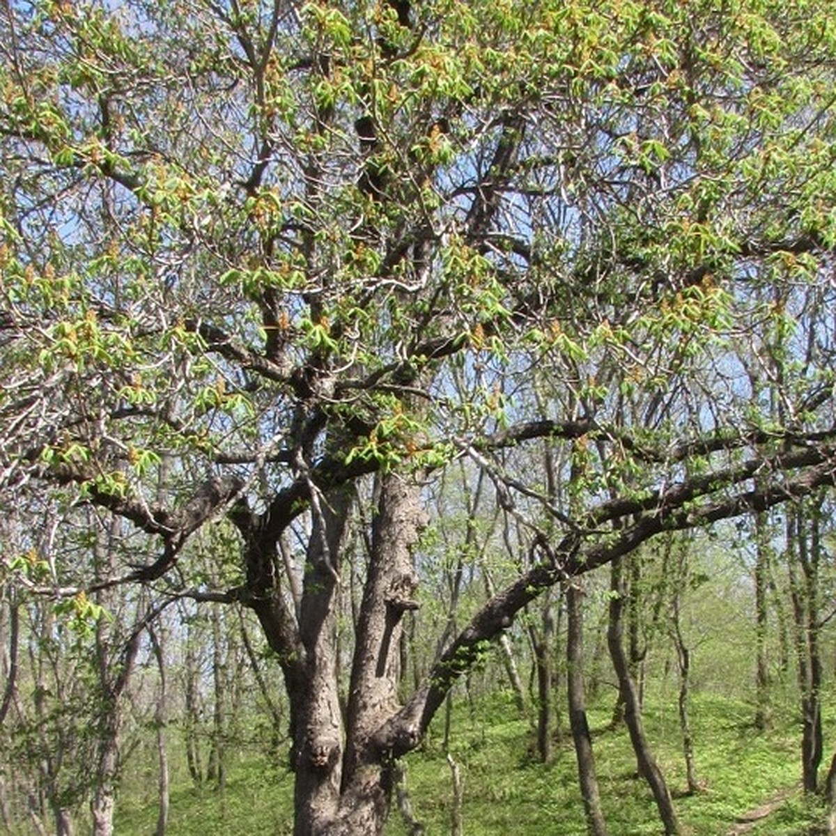 Воронежский каштан, посаженный Львом Толстым почти 130 лет назад, получил  всероссийской статус - KP.RU