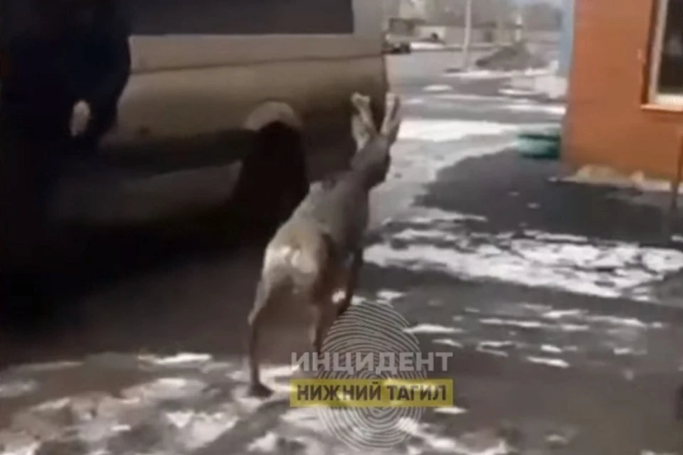 Фото: скриншот с видео