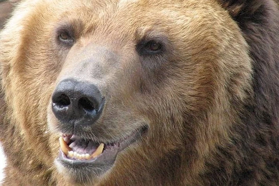 Возле Байкала был замечен первый проснувшийся в этом году медведь