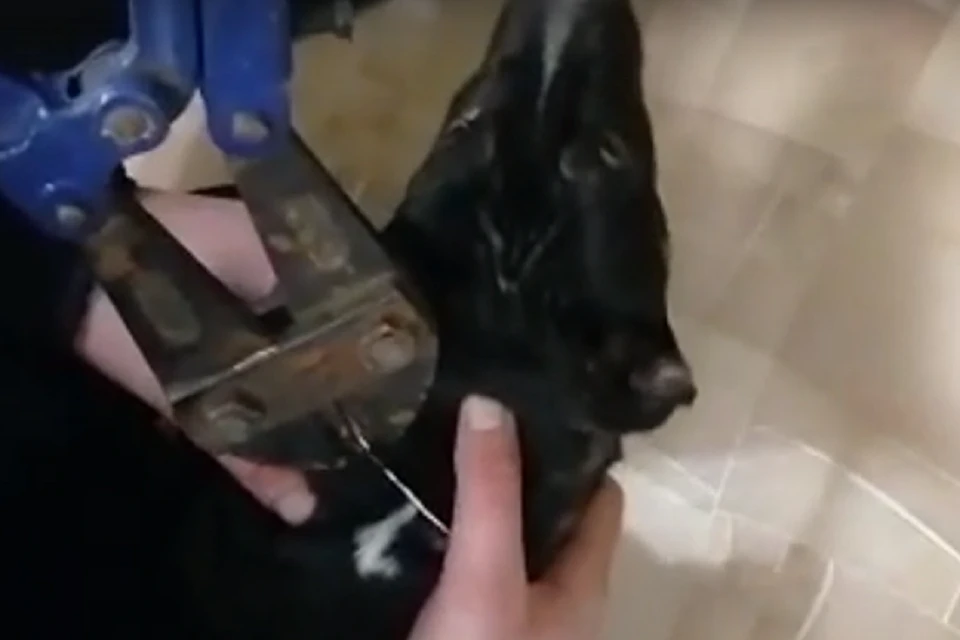 В Новосибирске у собаки на шее застряло металлическое кольцо. Фото: стоп-кадр.