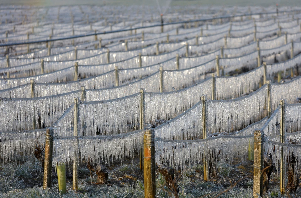 Аномальные заморозки ставят под вопрос урожай винограда во Франции.