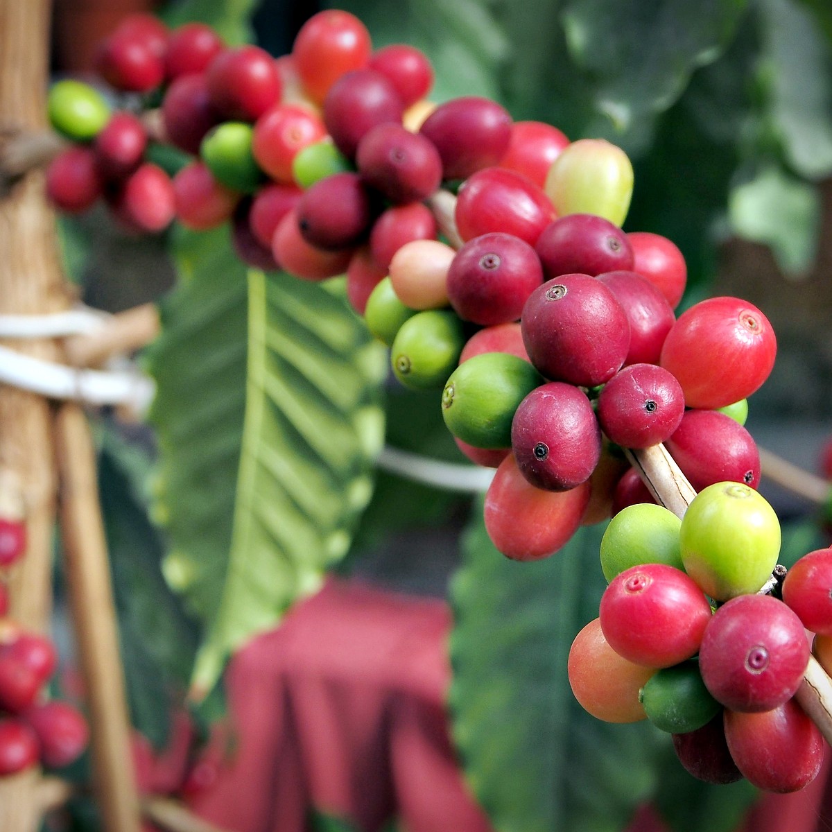 Как вырастить кофейное дерево из семян - Официальный интернет-магазин ТМ Семена Украины/Росток