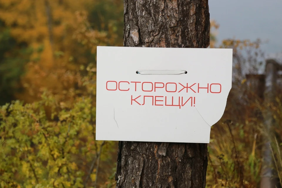 В Красноярске на «Столбах» проснулись клещи