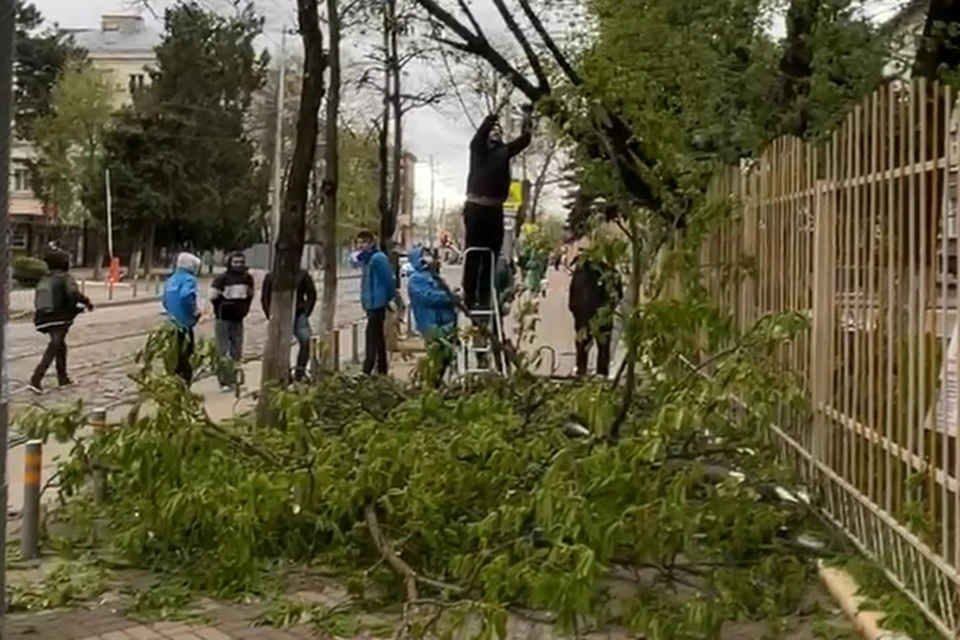 Дерево распиливают