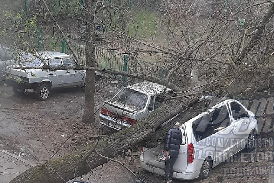 Дерево упало на Коммунистическом. Фото: группа в VK Это Ростов