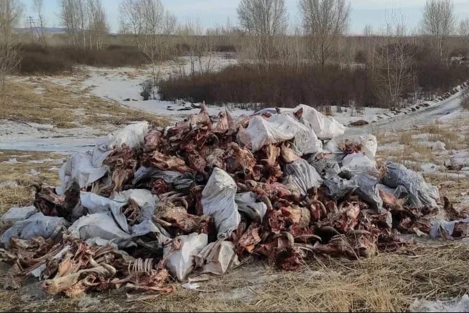 Под Красноярском за счет бюджета сожгли целый скотомогильник. Фото: ОНФ