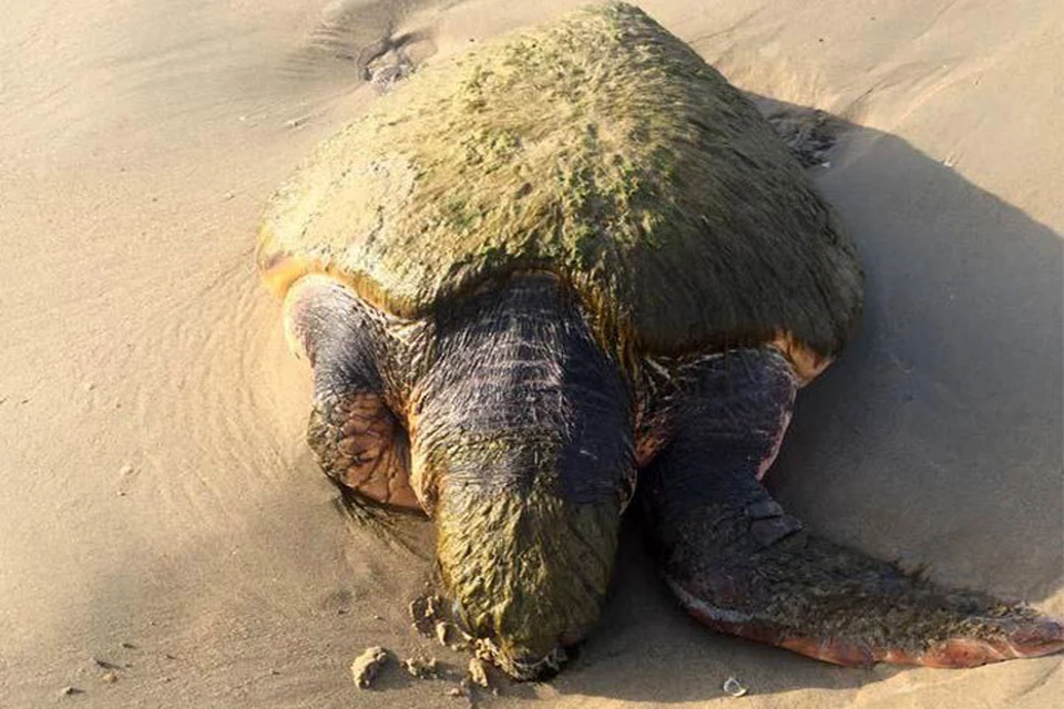 Черепаху нашли на берегу