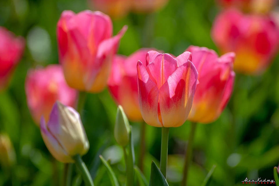Тюльпаны. Фото: Алекс Кедми/VK