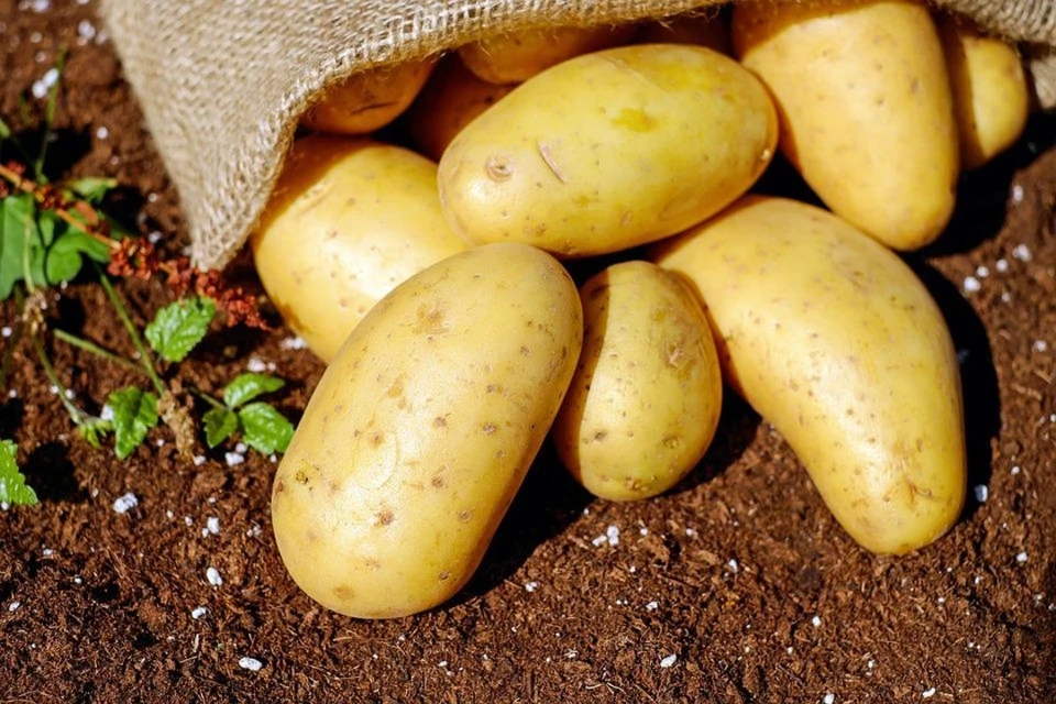 Вот как не следует сажать картофель. Фото: pixabay.com