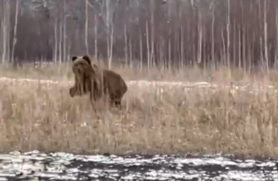 Медведей уже видели в нескольких районах. Фото: кадр из видео