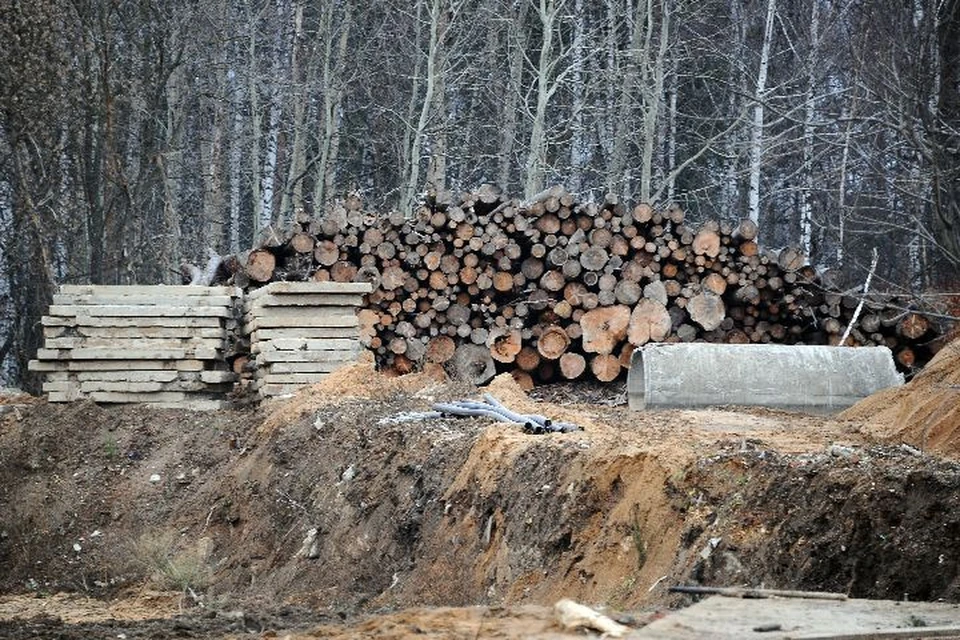 Житель Ростовского района незаконно вырубил деревья на три миллиона рублей