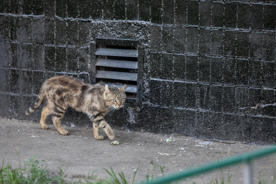 Кота достали из ямы спасатели МАСС.