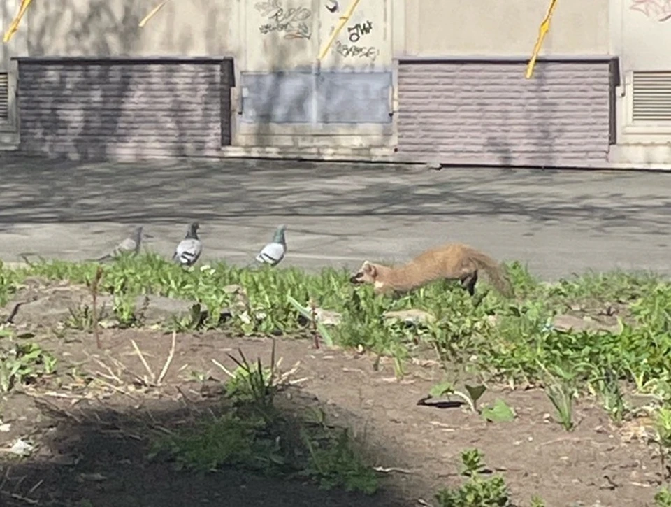 Жители Кемерова заметили куницу в центре города. Фото: vk.com/zazverushek_poteryashki.