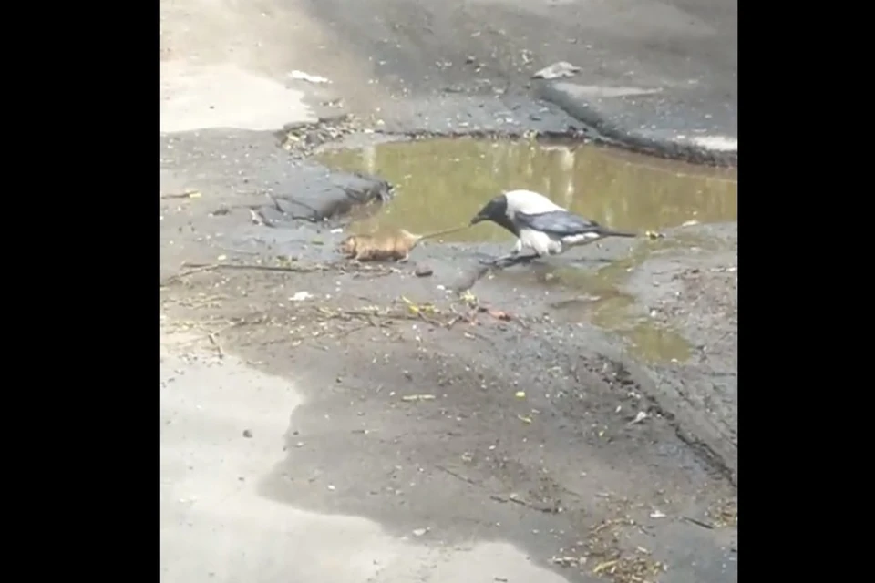 Ворона не дает спокойно жить крысе. Скриншот с видео, группа "Жесть Ярославской области" ВКонтакте