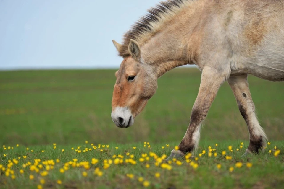 В заповеднике с 2015 года работает первый в стране Центр реинтродукции лошади Пржевальского