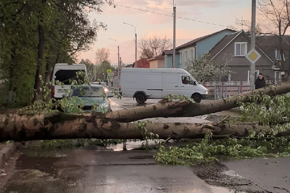 Упавшее дерево на улице Клинцовской в Бежице.