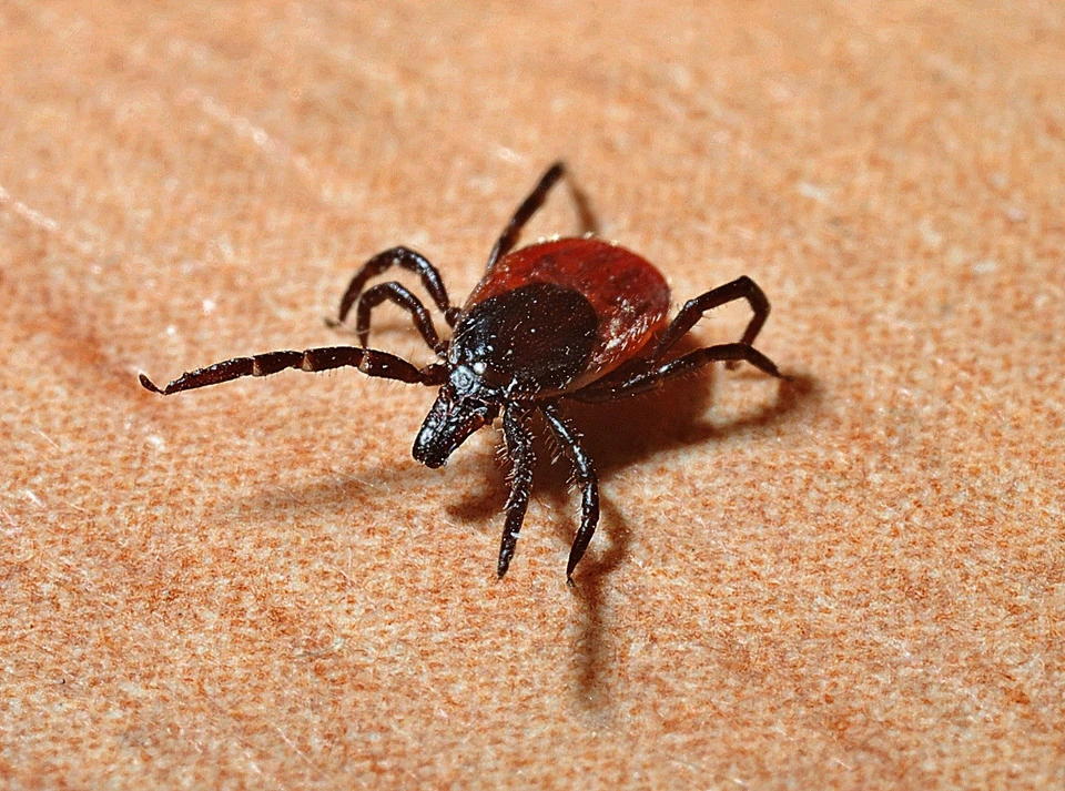 Фото: https://pixabay.com