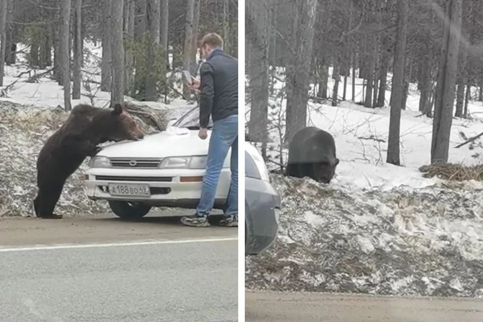 «Фиг вам, далеко не уйдет»: магаданские водители прикормили медведя. Фото: стоп-кадр видео