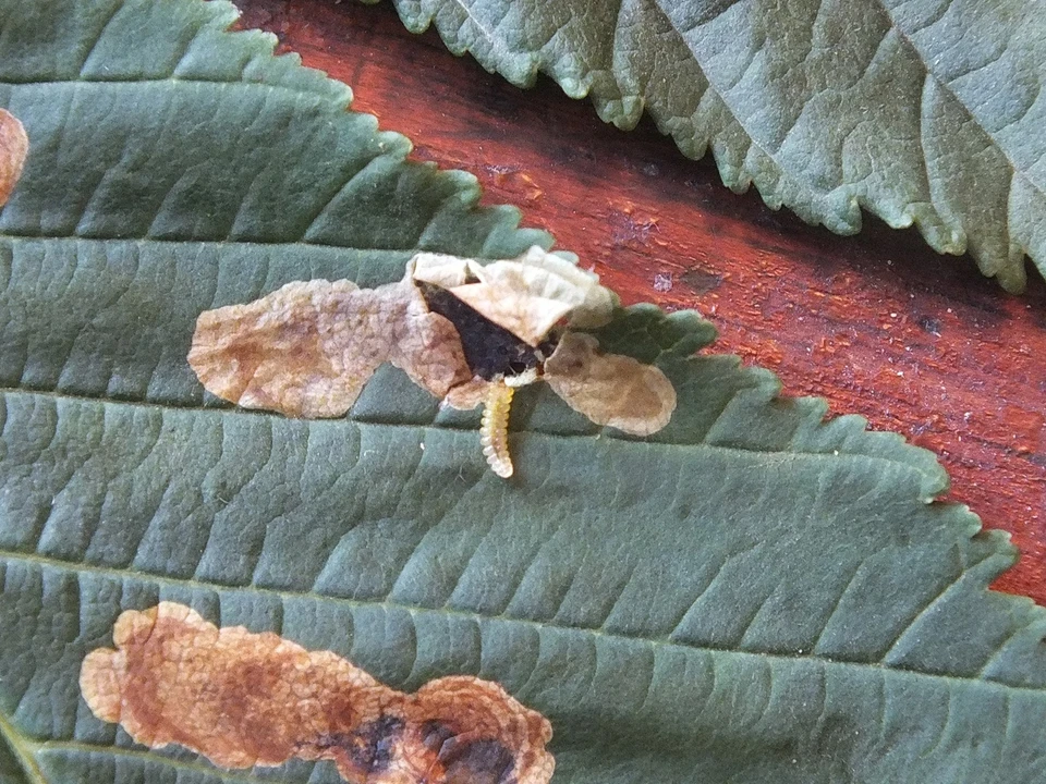 Гусеница каштановой минирующей моли. Фото Юрия Черненко