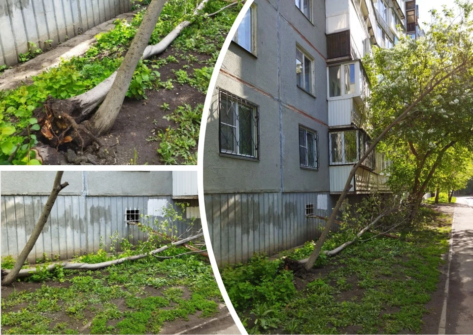 У деревьев сгнили корни, они долго кренились над тротуаром, и в итоге одно из них рухнуло. Фото: читатель КП-Челябинск