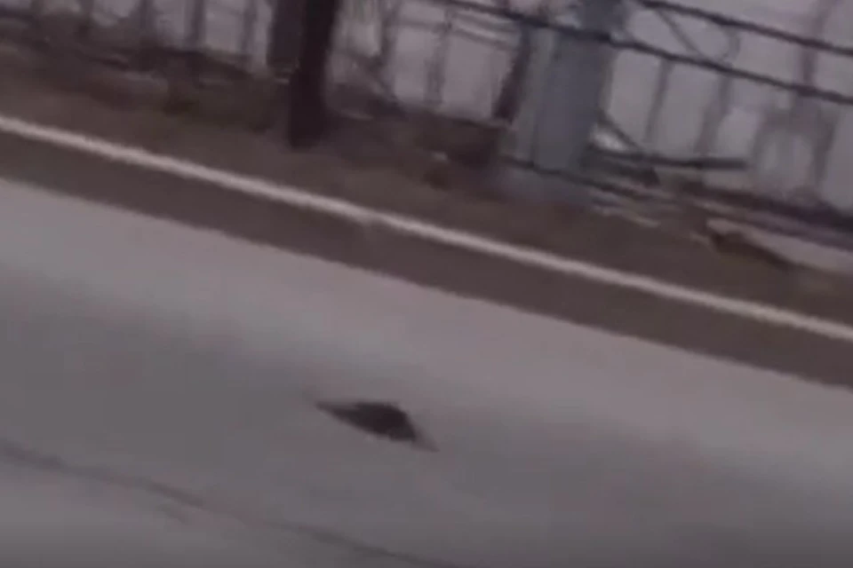 Скриншот из видео. Крыса на дороге.