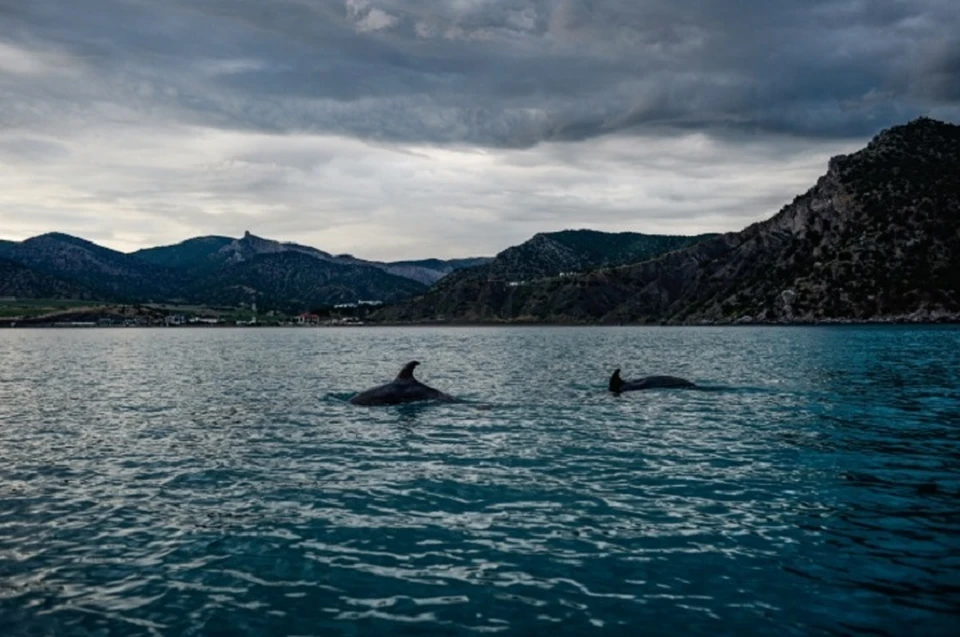 В Крыму гибнут дельфины