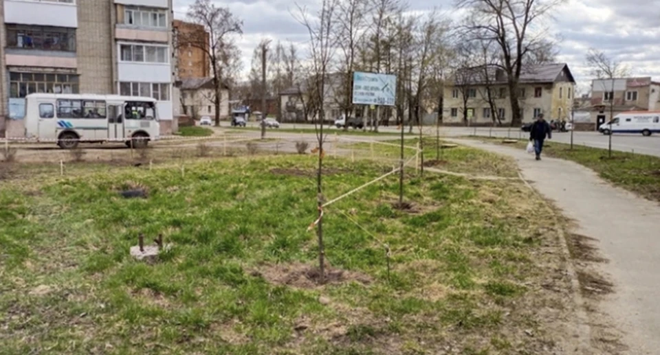 В Смоленске на улице Еременко высадили живую изгородь из растений. Фото: пресс-служба администрации города.
