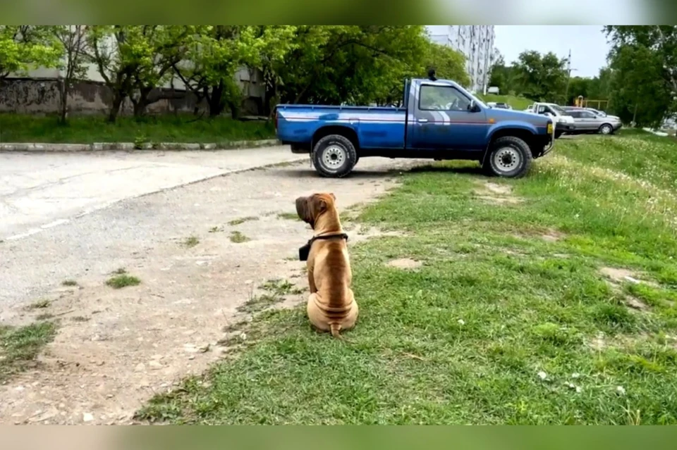 В свой первый год жизни Пади уже успел узнать, что такое предательство. Фото: скриншот из видео, администрация города Фокино.