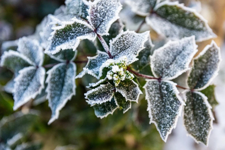Фото: pexels.com